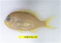 藏品(金點齒花鮨)的圖片